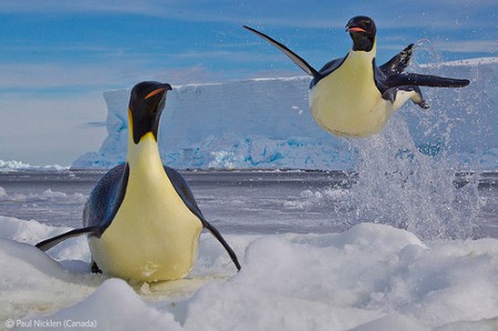 Paul Nicklen (Canadá), vuelve a ganar con una foto de los pingüinos emperadores, que pueden llegar a medir hasta 3,5 metros de largo.